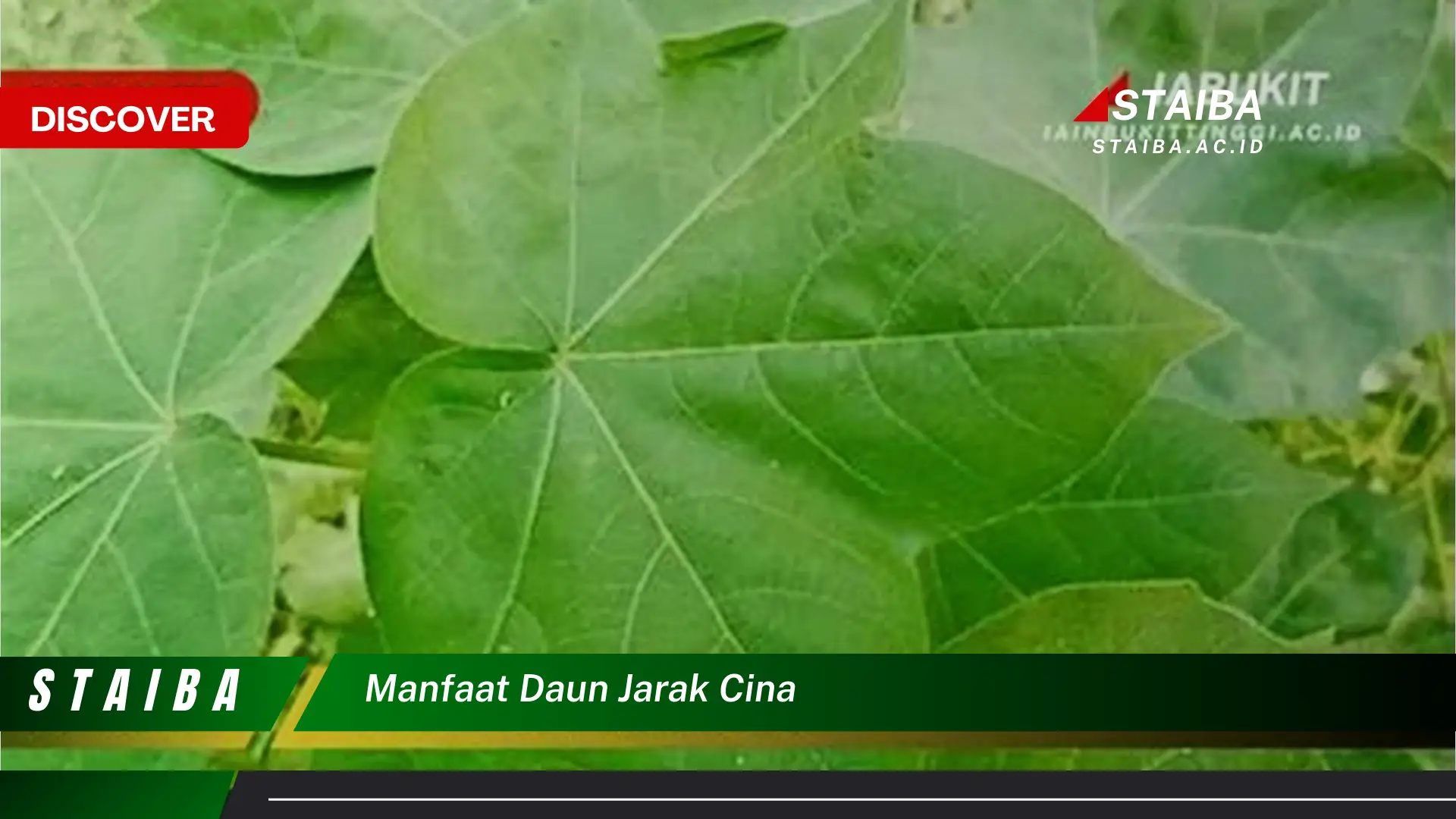 Ketahui 9 Manfaat Daun Jarak Cina untuk Kesehatan Tubuh Anda Ketahui 9 Manfaat Daun Jarak Cina untuk Kesehatan Tubuh Anda