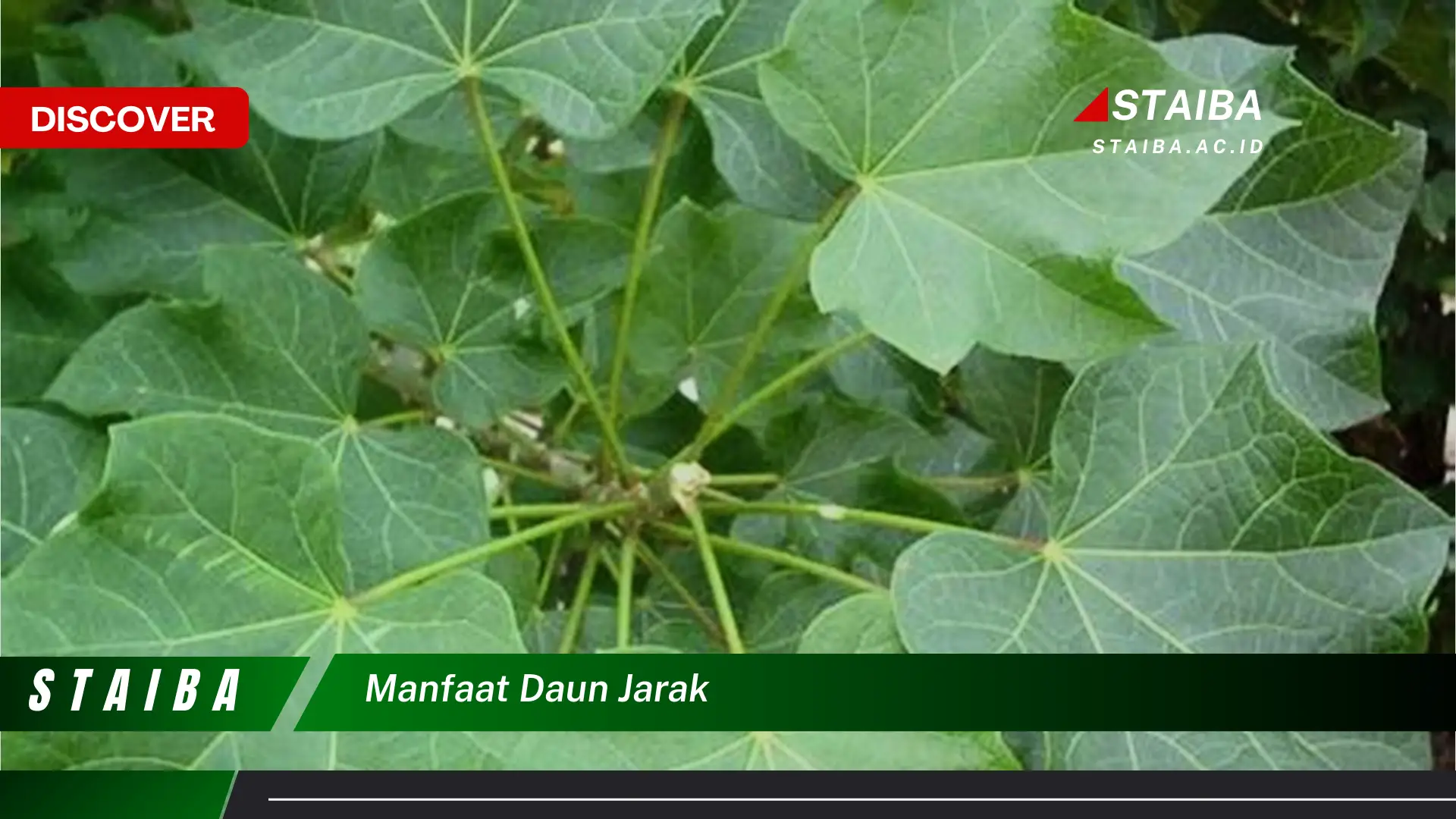Ketahui 7 Manfaat Daun Jarak yang Jarang Diketahui