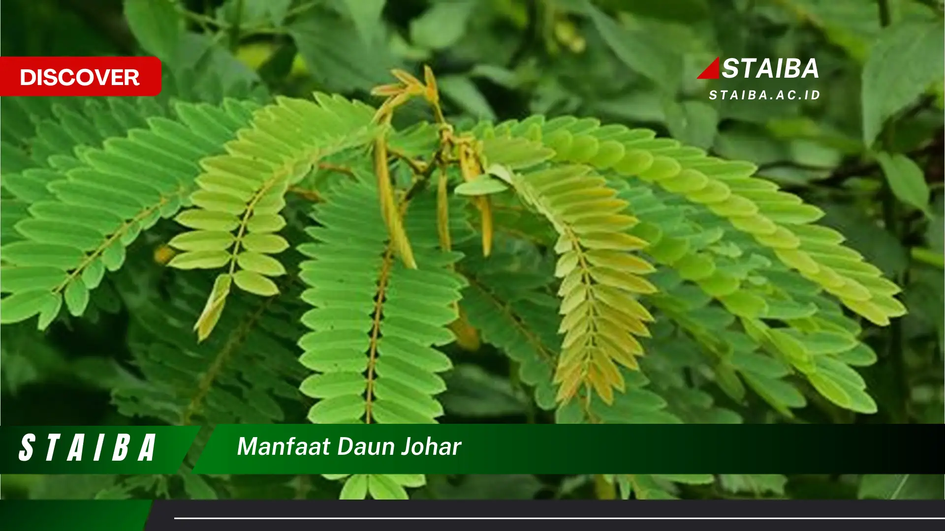 10 Manfaat Daun Johar yang Jarang Diketahui
