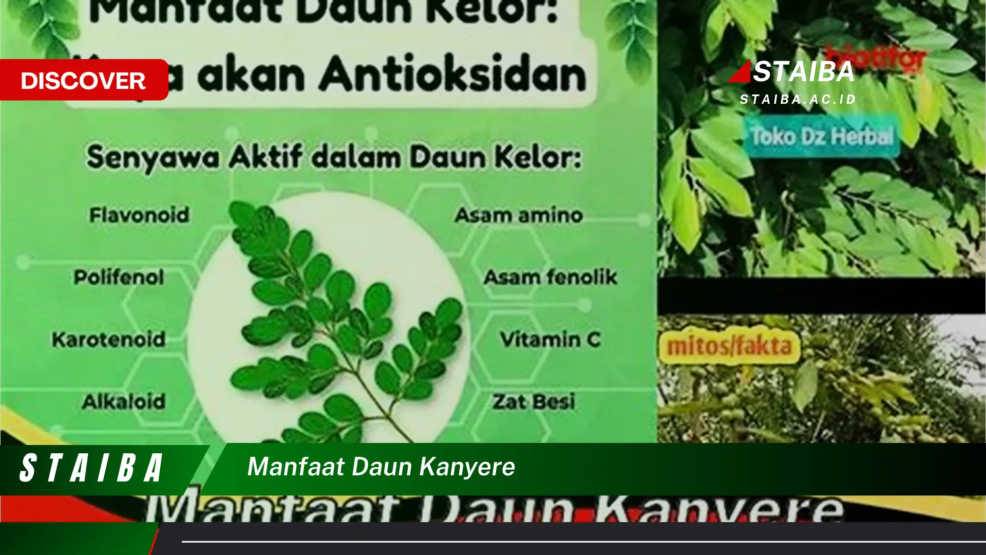 Ketahui 10 Manfaat Daun Kanyere untuk Kesehatan dan Kecantikan