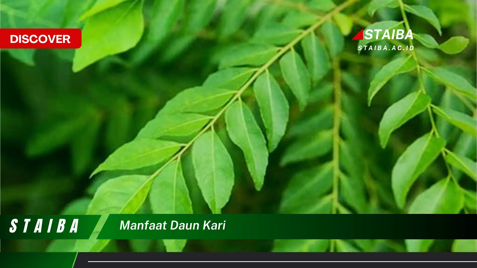 Ketahui 10 Manfaat Daun Kari untuk Kesehatan, Kecantikan, dan Masakan Ketahui 10 Manfaat Daun Kari untuk Kesehatan, Kecantikan, dan Masakan
