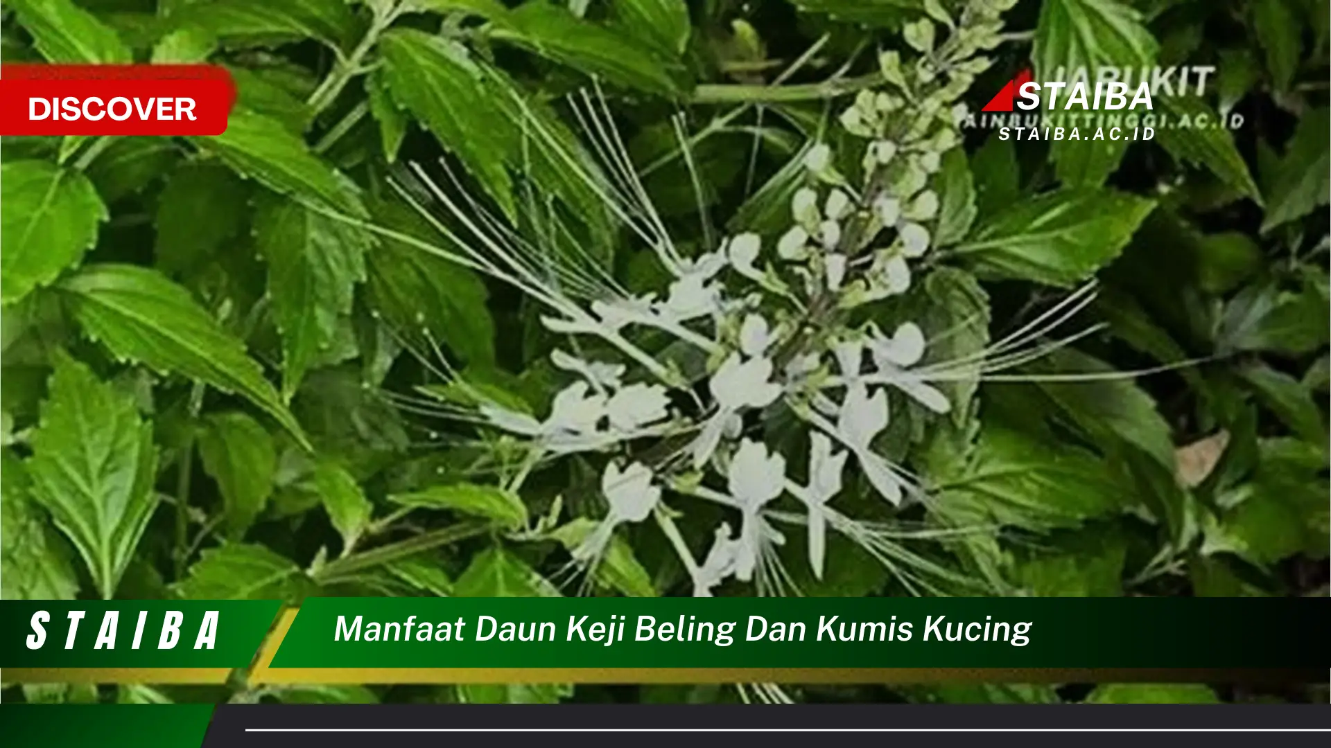 Ketahui 10 Manfaat Daun Keji Beling dan Kumis Kucing untuk Kesehatan Anda Ketahui 10 Manfaat Daun Keji Beling dan Kumis Kucing untuk Kesehatan Anda