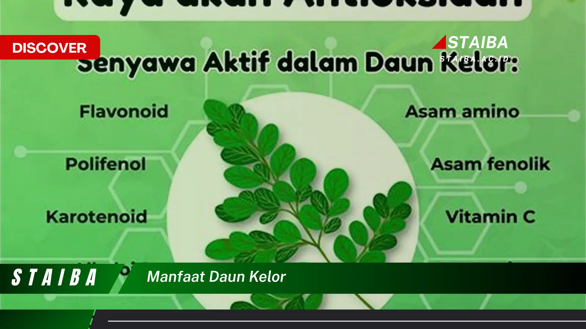 Ketahui 10 Manfaat Daun Kelor untuk Kesehatan Tubuh Anda