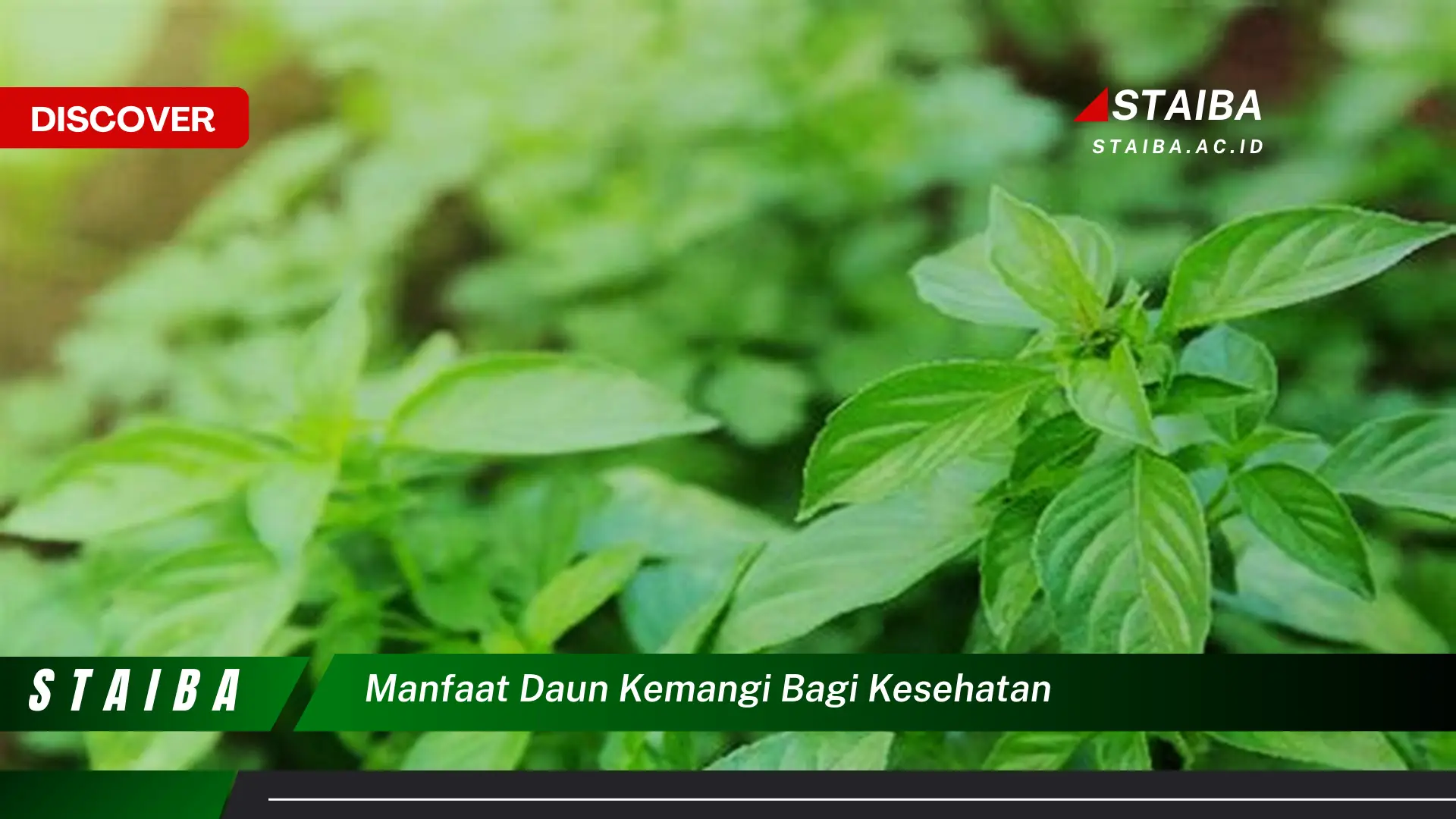 Ketahui 9 Manfaat Daun Kemangi bagi Kesehatan, Panduan Lengkap dan Terperinci