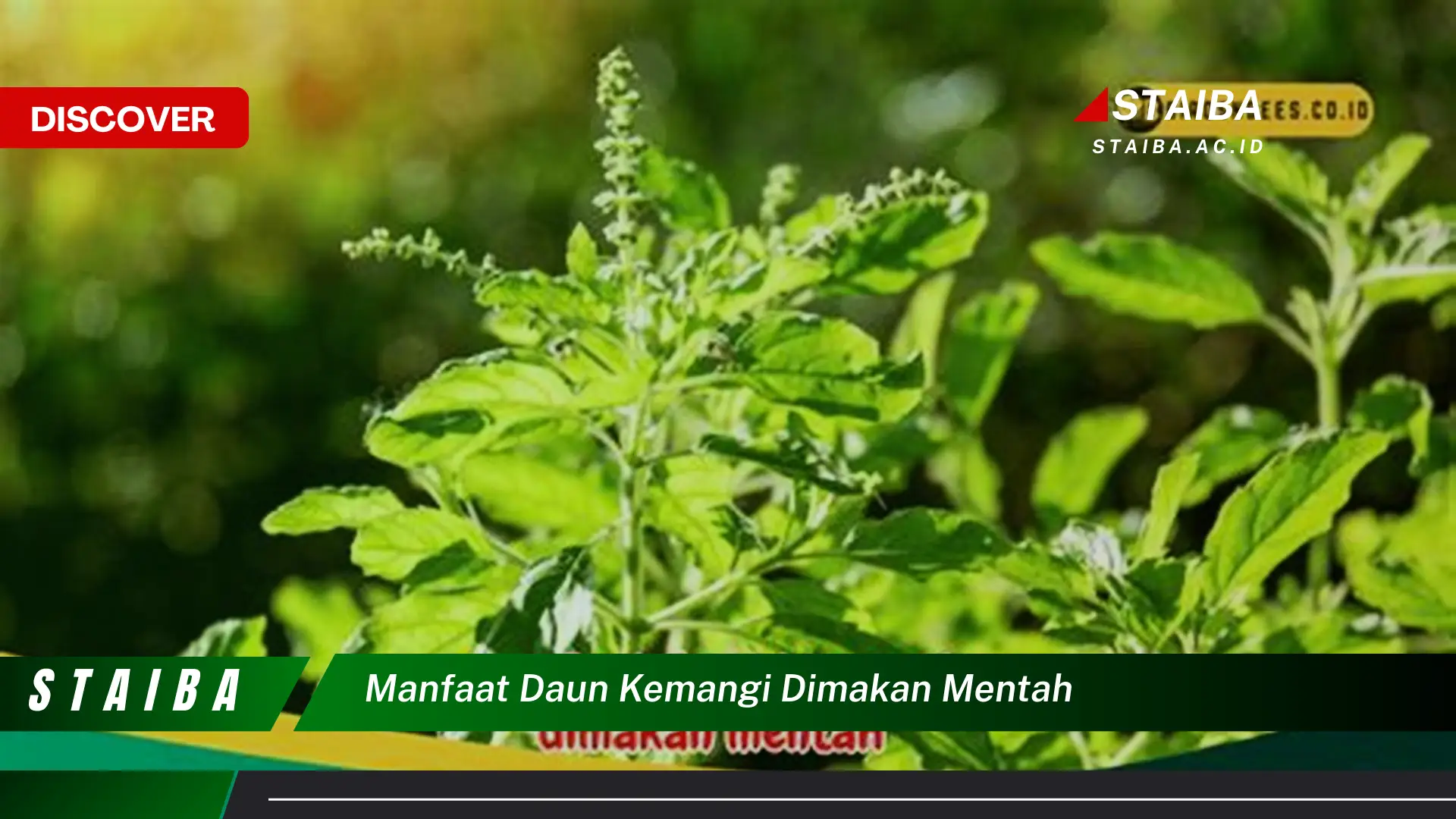 Ketahui 7 Manfaat Daun Kemangi Dimakan Mentah yang Jarang Diketahui