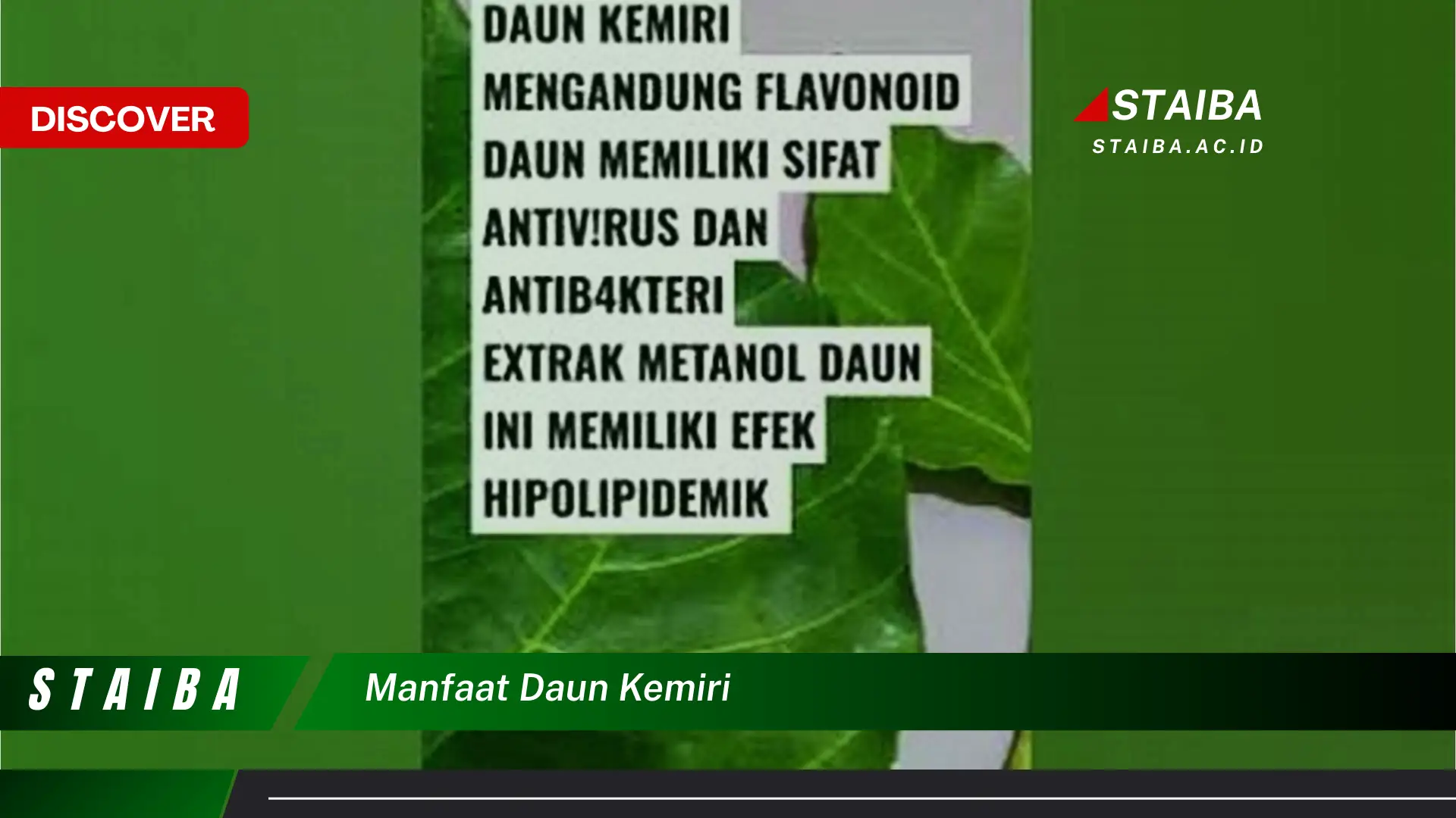 Ketahui 10 Manfaat Daun Kemiri untuk Kesehatan dan Kecantikan Anda Ketahui 10 Manfaat Daun Kemiri untuk Kesehatan dan Kecantikan Anda