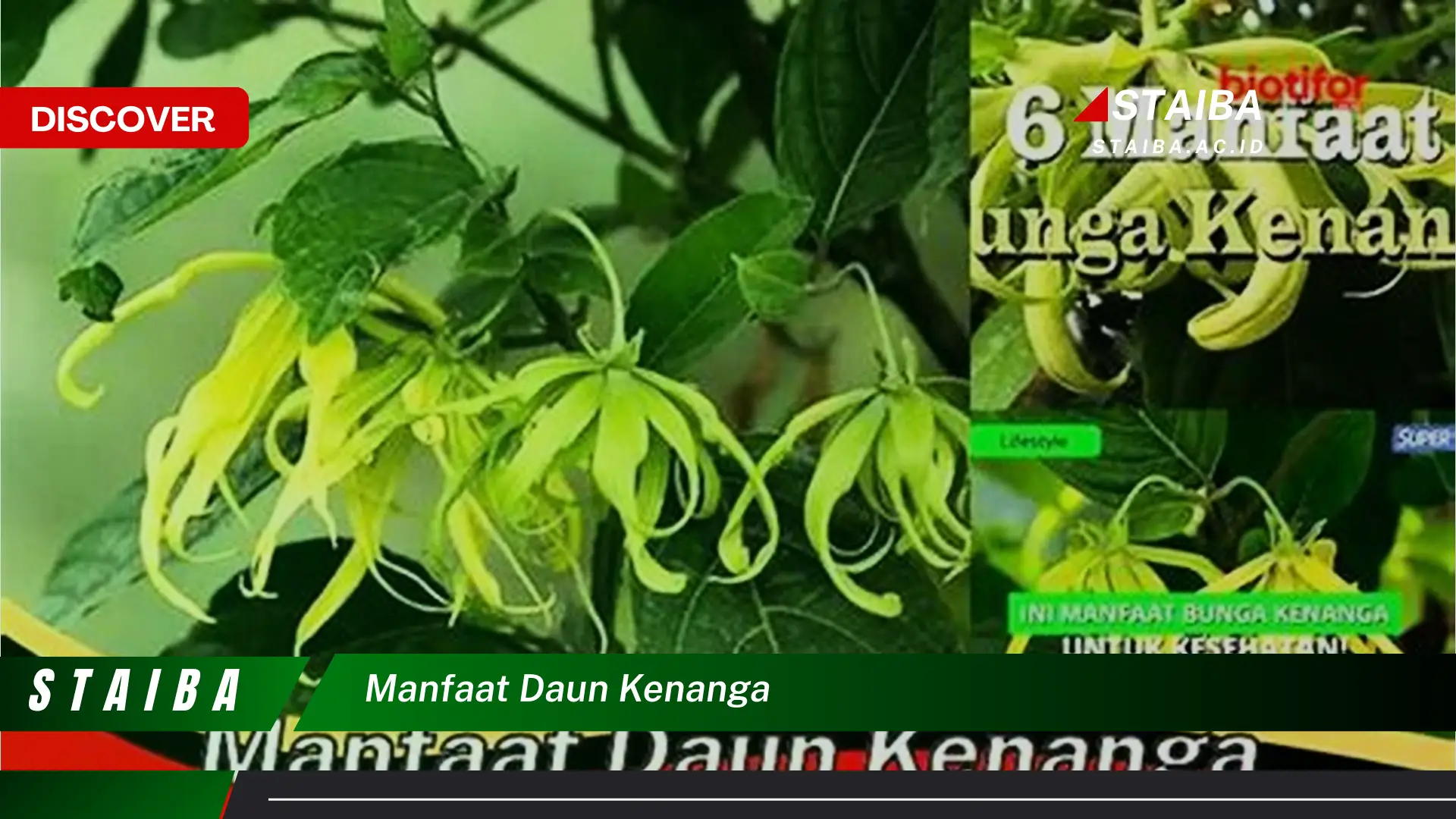 Ketahui 9 Manfaat Daun Kenanga untuk Kesehatan Tubuh dan Pikiran Anda