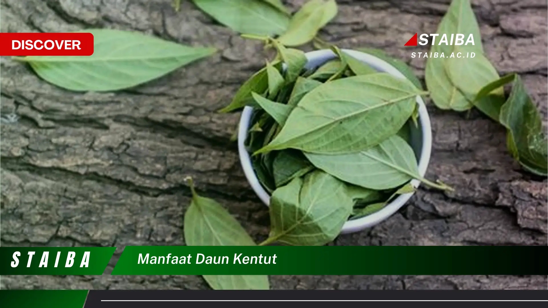 Ketahui 7 Manfaat Daun Kentut yang Mengejutkan