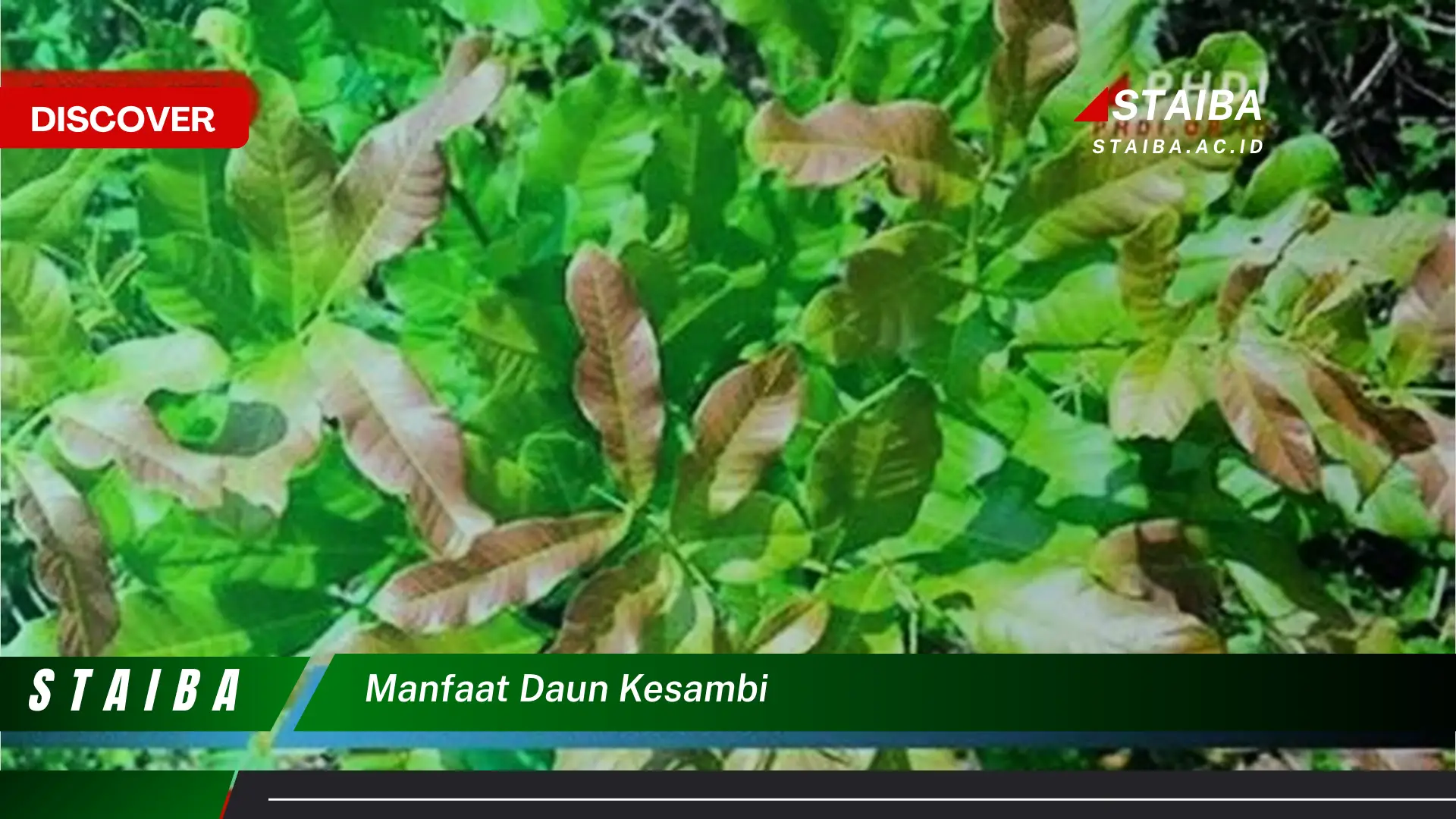 Ketahui 10 Manfaat Daun Kesambi untuk Kesehatan, Dari Akar Hingga Daun