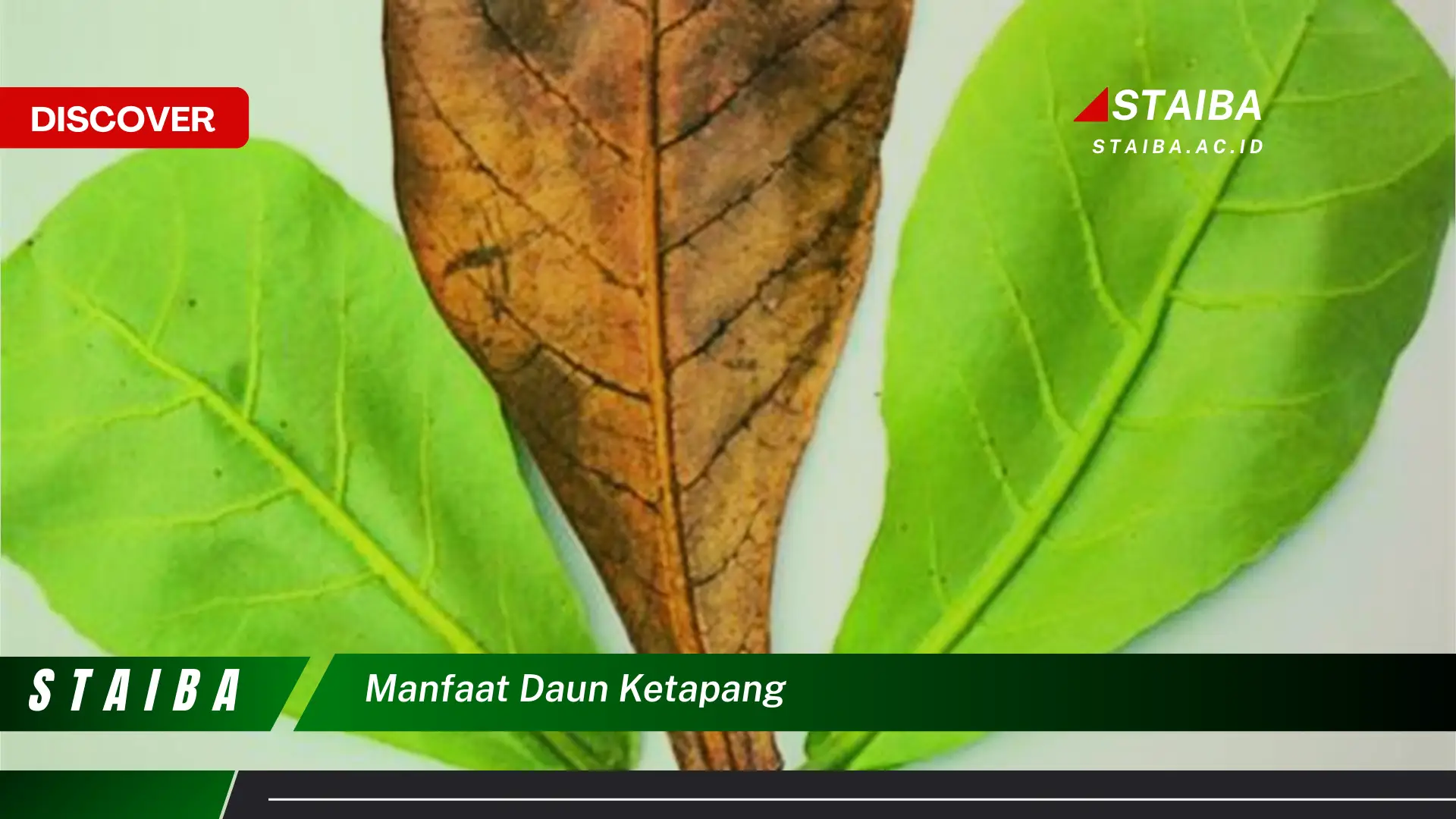 Ketahui 7 Manfaat Daun Ketapang yang Jarang Diketahui