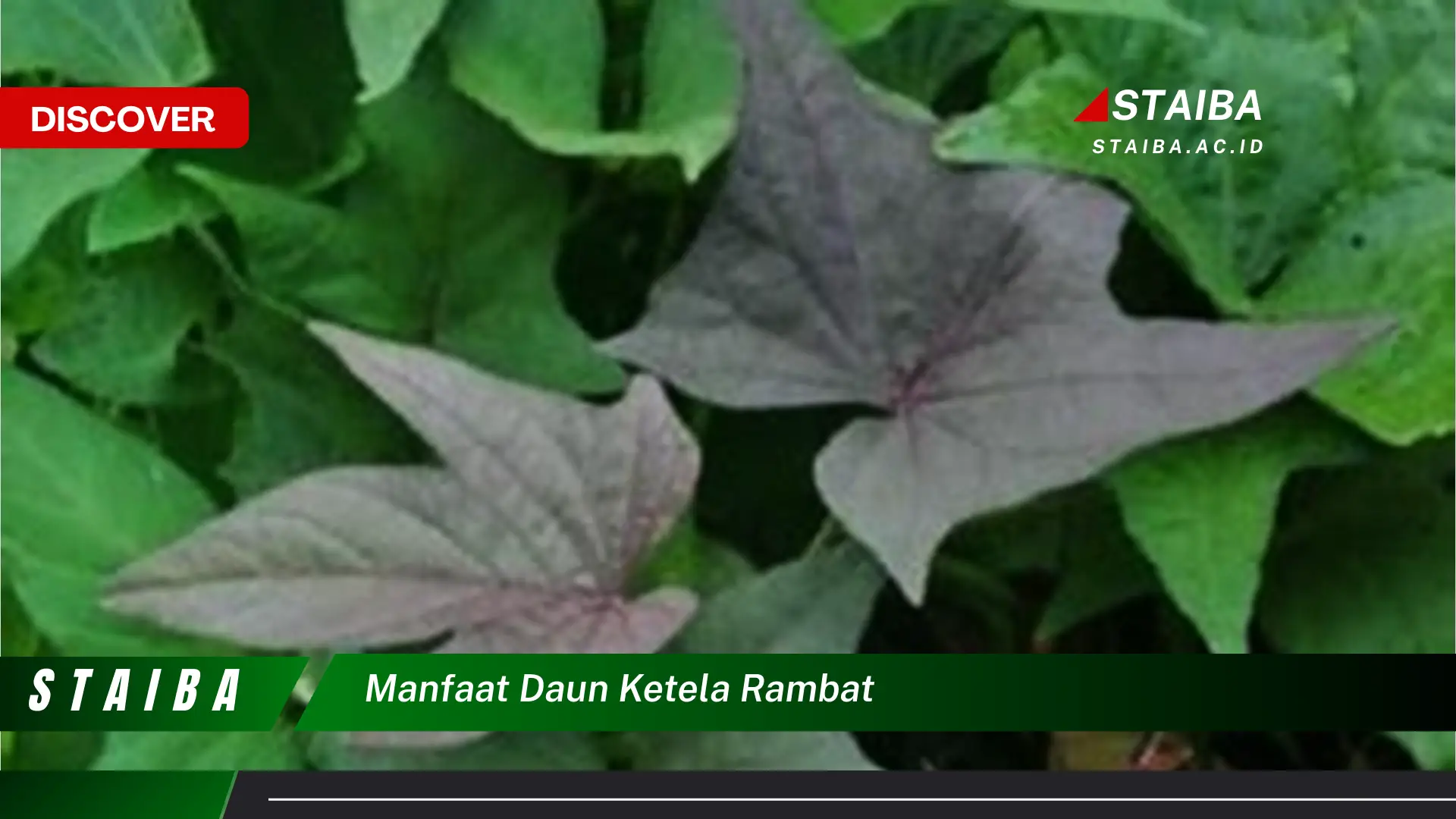 10 Manfaat Daun Ketela Rambat yang Jarang Diketahui