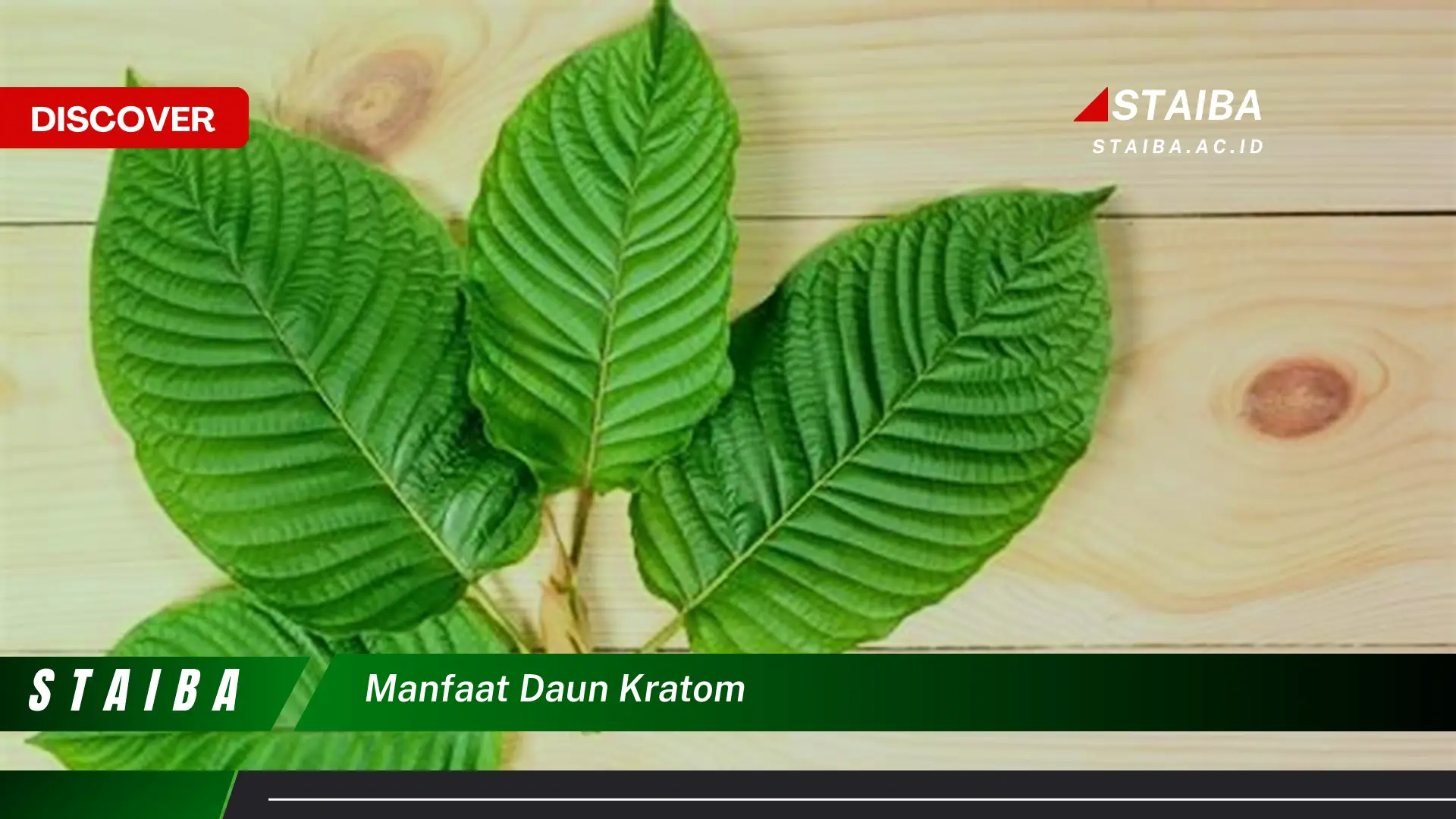 Ketahui 8 Manfaat Daun Kratom untuk Meredakan Nyeri dan Meningkatkan Energi Secara Alami