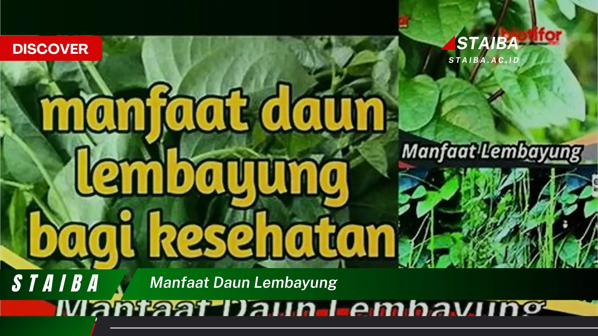 Ketahui 8 Manfaat Daun Lembayung untuk Kesehatan Tubuh Anda