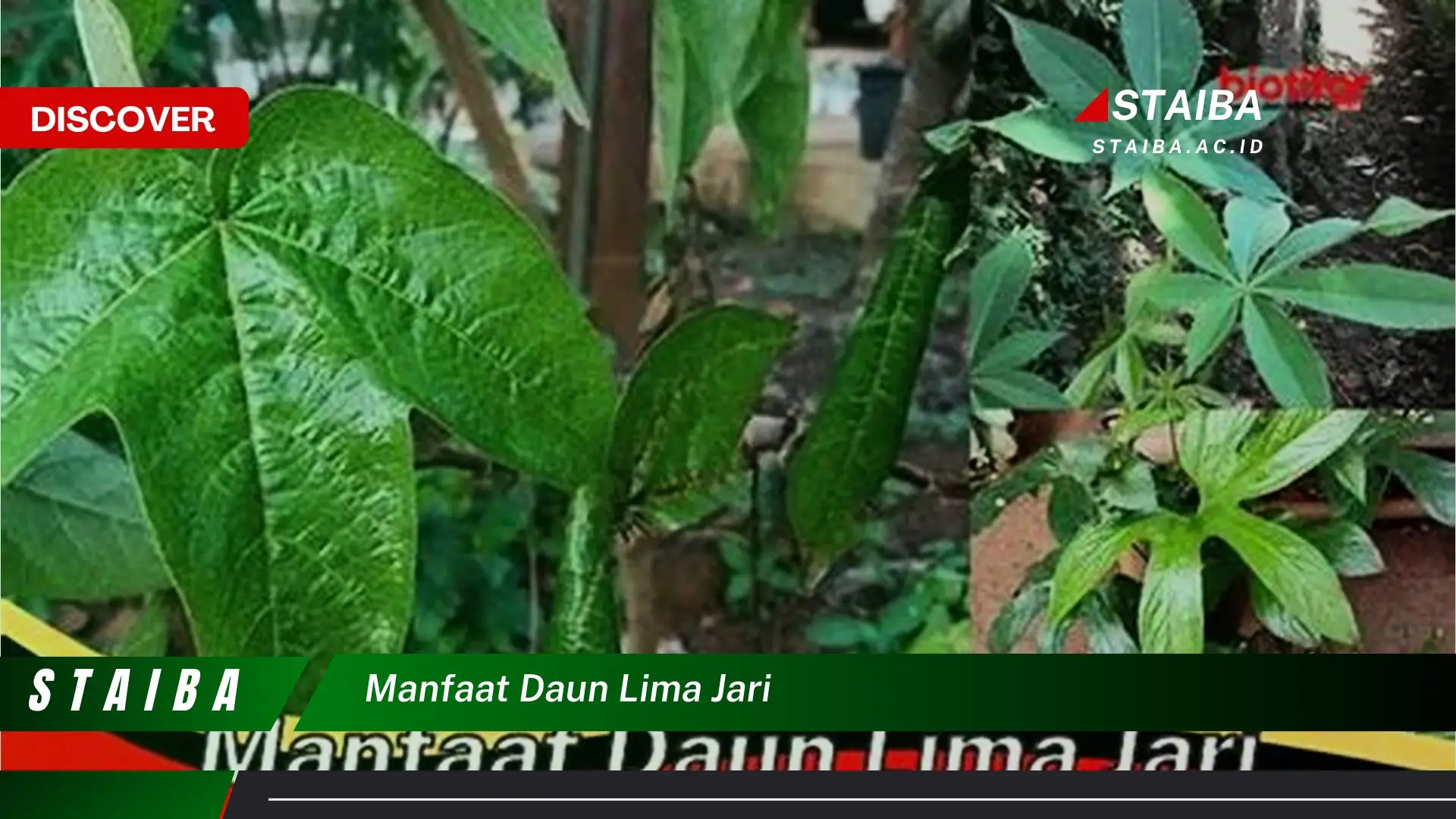 Ketahui 10 Manfaat Daun Lima Jari untuk Kesehatan Anda Secara Lengkap