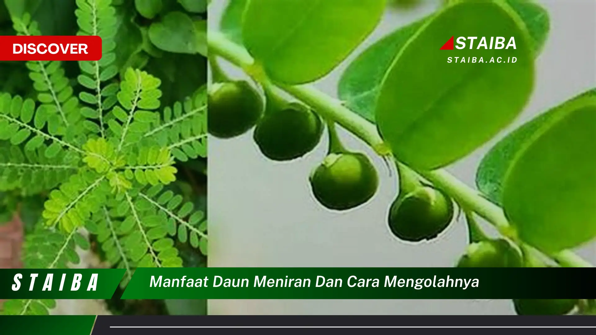 Ketahui 7 Manfaat Daun Meniran yang Jarang Diketahui