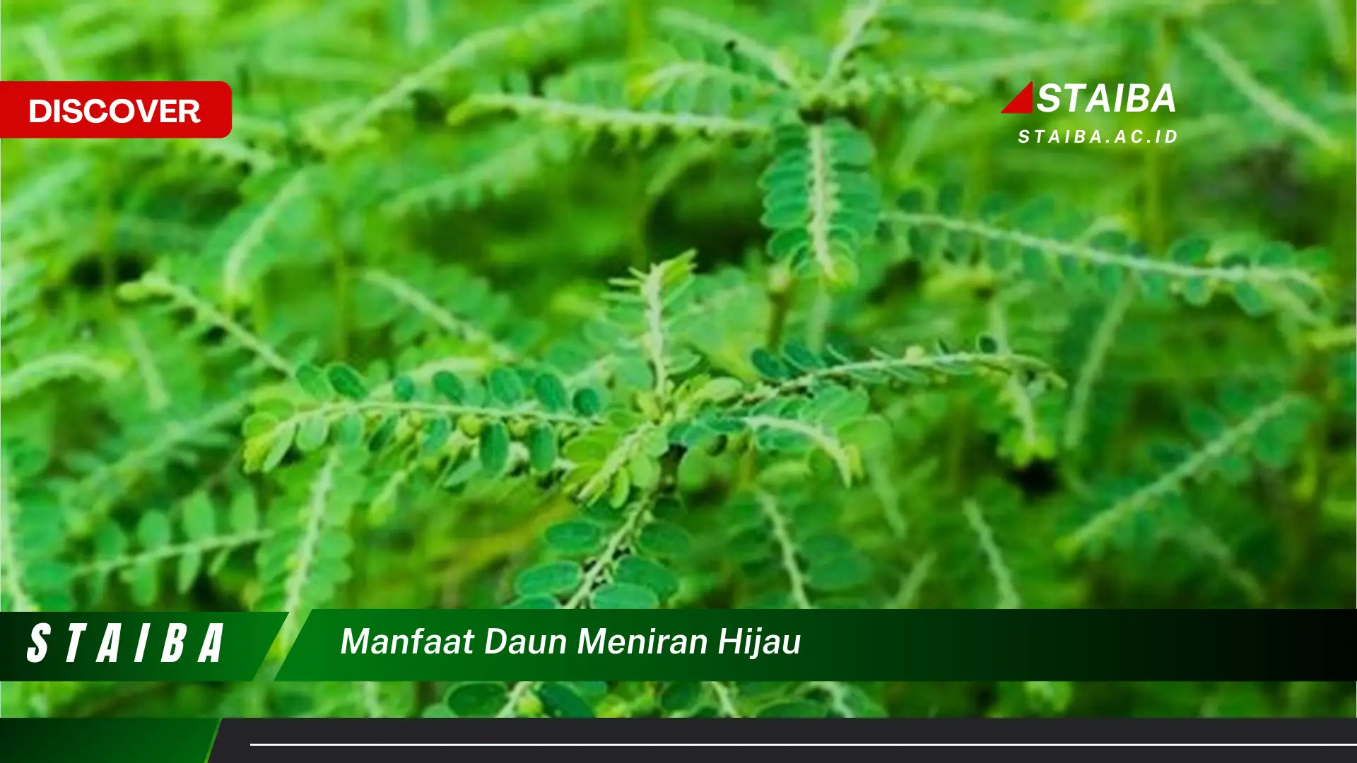 Ketahui 10 Manfaat Daun Meniran Hijau untuk Kesehatan Anda Ketahui 10 Manfaat Daun Meniran Hijau untuk Kesehatan Anda