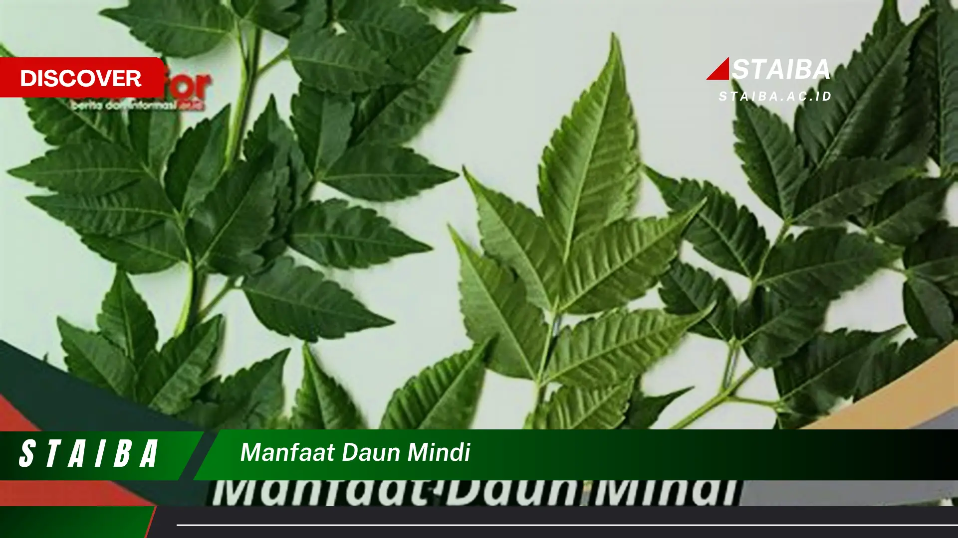 Ketahui 9 Manfaat Daun Mindi untuk Kesehatan, Kecantikan, dan Pertanian