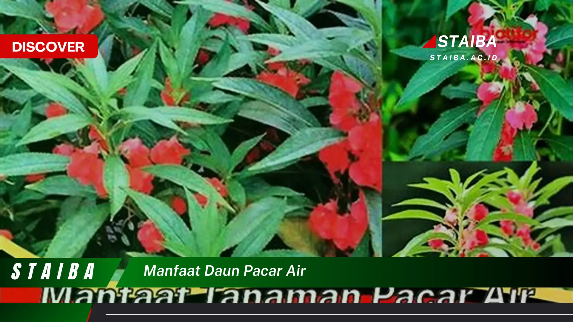 Ketahui 10 Manfaat Daun Pacar Air untuk Kesehatan dan Kecantikan Kulit