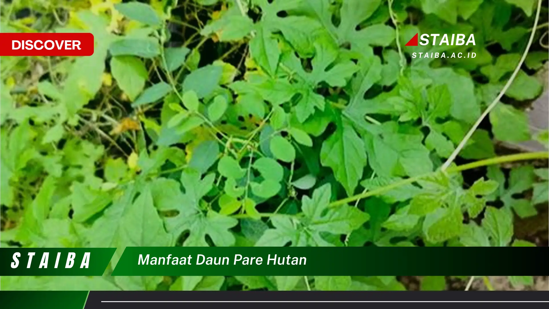 Ketahui 8 Manfaat Daun Pare Hutan untuk Kesehatan Anda Ketahui 8 Manfaat Daun Pare Hutan untuk Kesehatan Anda