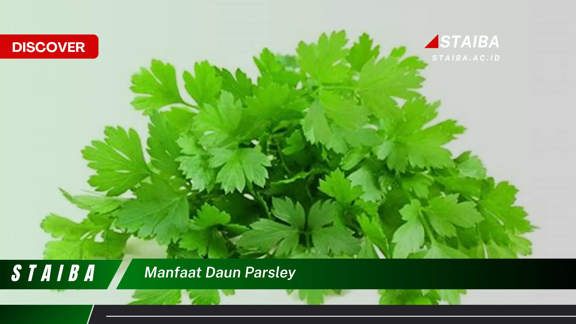 Ketahui Manfaat Daun Parsley untuk Kesehatan Tubuh Anda