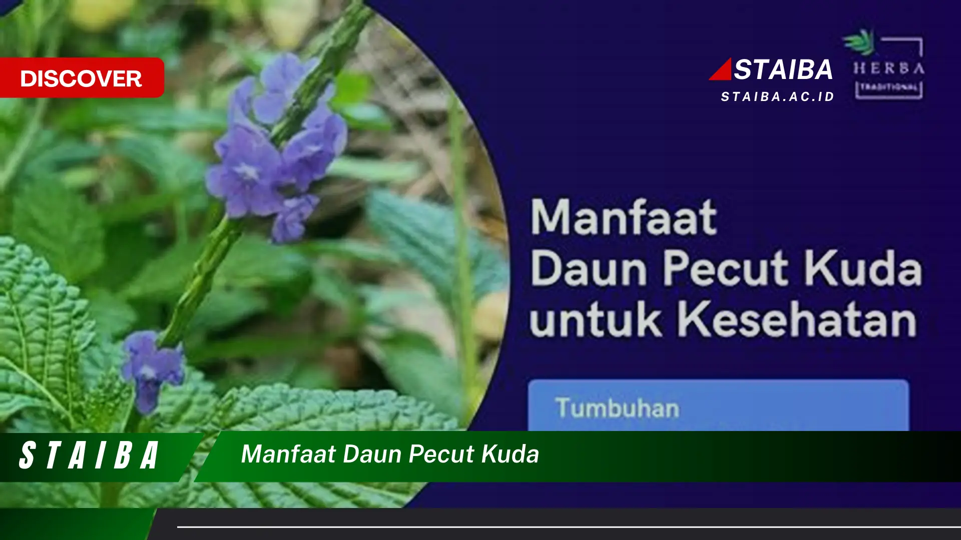 Ketahui 8 Manfaat Daun Pecut Kuda untuk Kesehatan dan Kecantikan