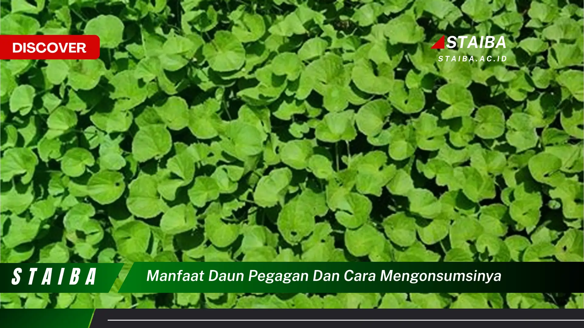 Ketahui 8 Manfaat Daun Pegagan untuk Kesehatan dan Cara Mengonsumsinya dengan Benar Ketahui 8 Manfaat Daun Pegagan untuk Kesehatan dan Cara Mengonsumsinya dengan Benar