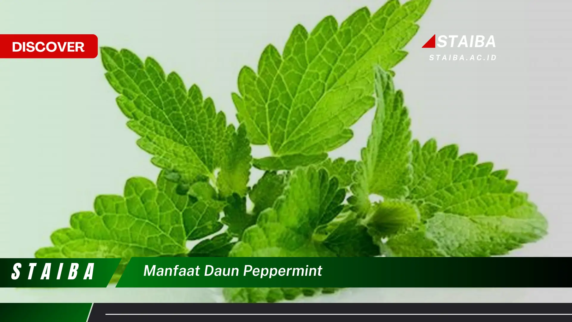 Ketahui 8 Manfaat Daun Peppermint untuk Kesehatan, Kecantikan, dan Lainnya Ketahui 8 Manfaat Daun Peppermint untuk Kesehatan, Kecantikan, dan Lainnya