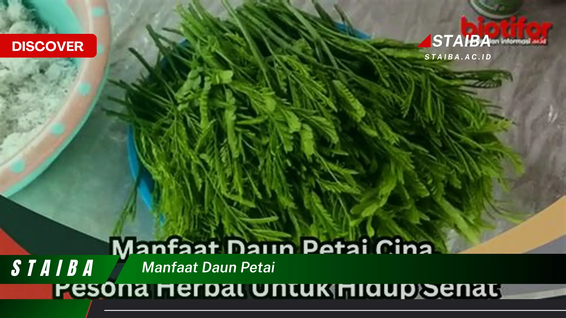 Ketahui 8 Manfaat Daun Petai untuk Kesehatan dan Kecantikan Anda