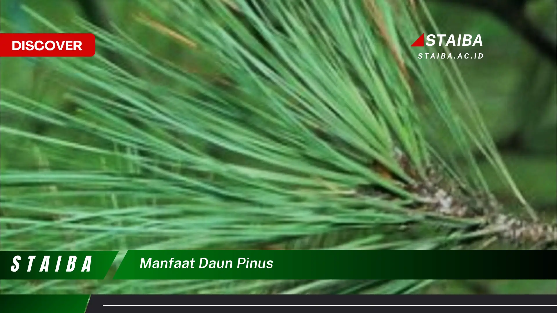 Ketahui 8 Manfaat Daun Pinus untuk Kesehatan, Dari Pernapasan Hingga Kecantikan