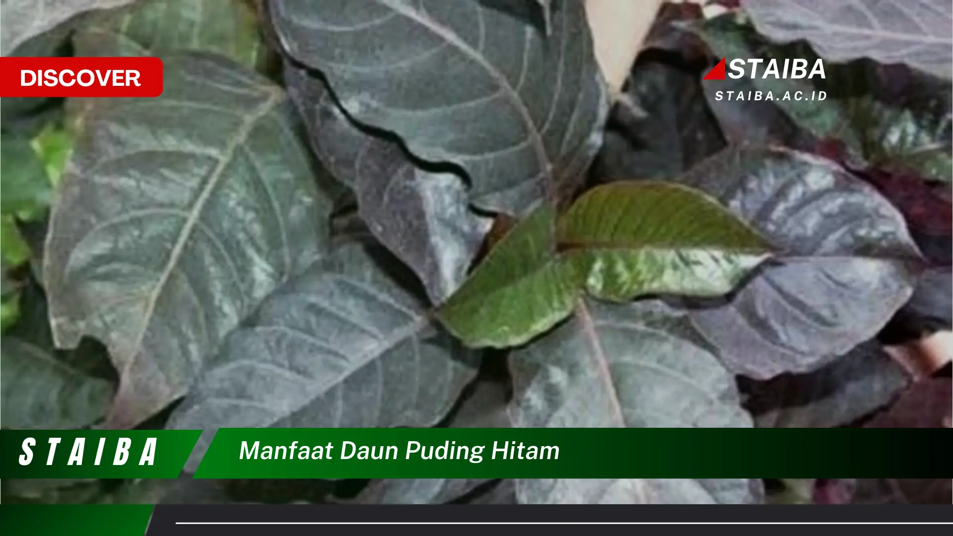 Ketahui 10 Manfaat Daun Puding Hitam untuk Kesehatan Tubuh Anda Ketahui 10 Manfaat Daun Puding Hitam untuk Kesehatan Tubuh Anda