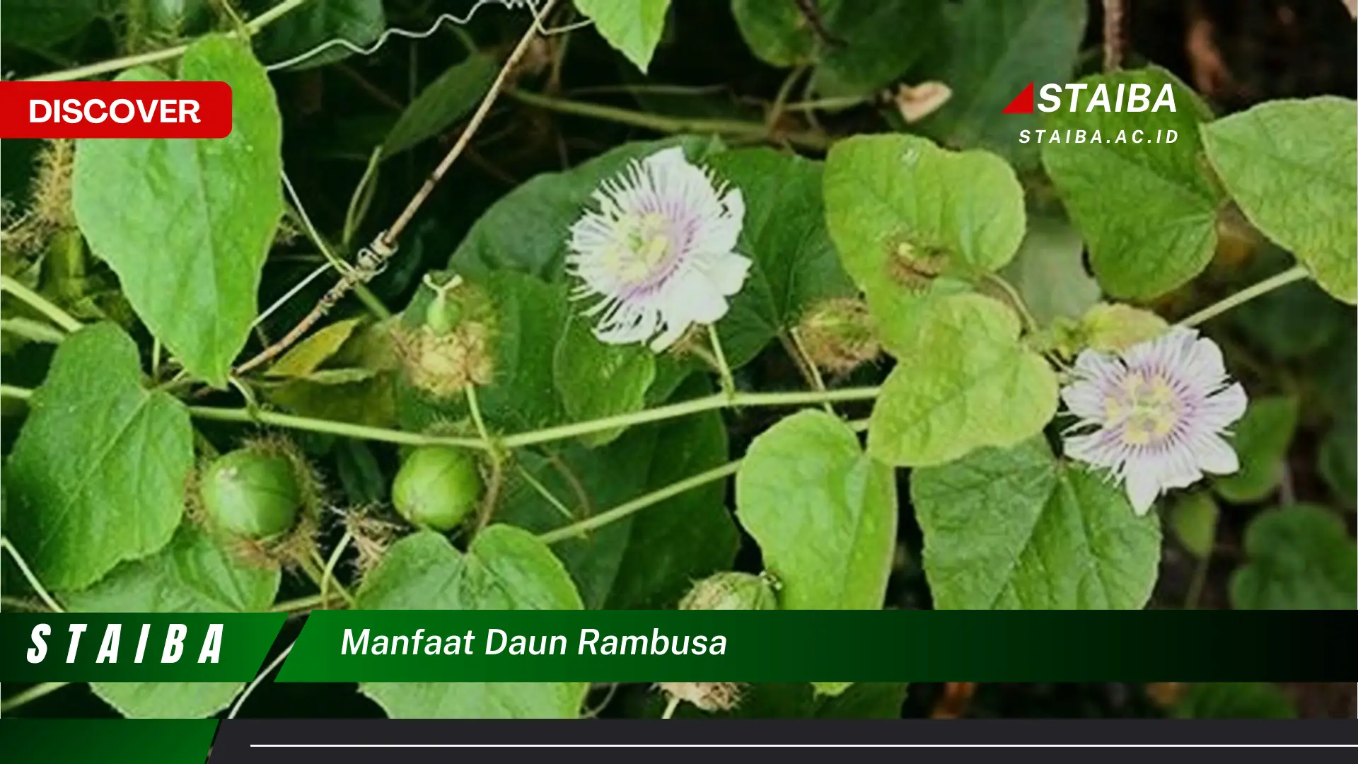 Ketahui 10 Manfaat Daun Rambutan untuk Kesehatan Tubuh Anda Ketahui 10 Manfaat Daun Rambutan untuk Kesehatan Tubuh Anda