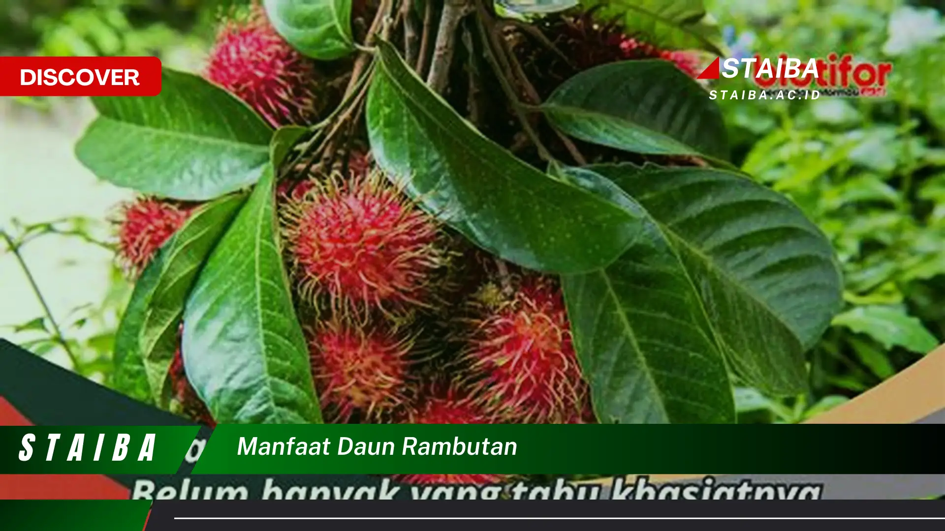 8 Manfaat Daun Rambutan yang Jarang Diketahui