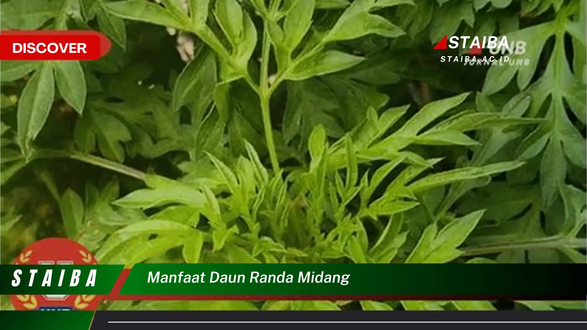 Ketahui 8 Manfaat Daun Randa Midang untuk Kesehatan Anda