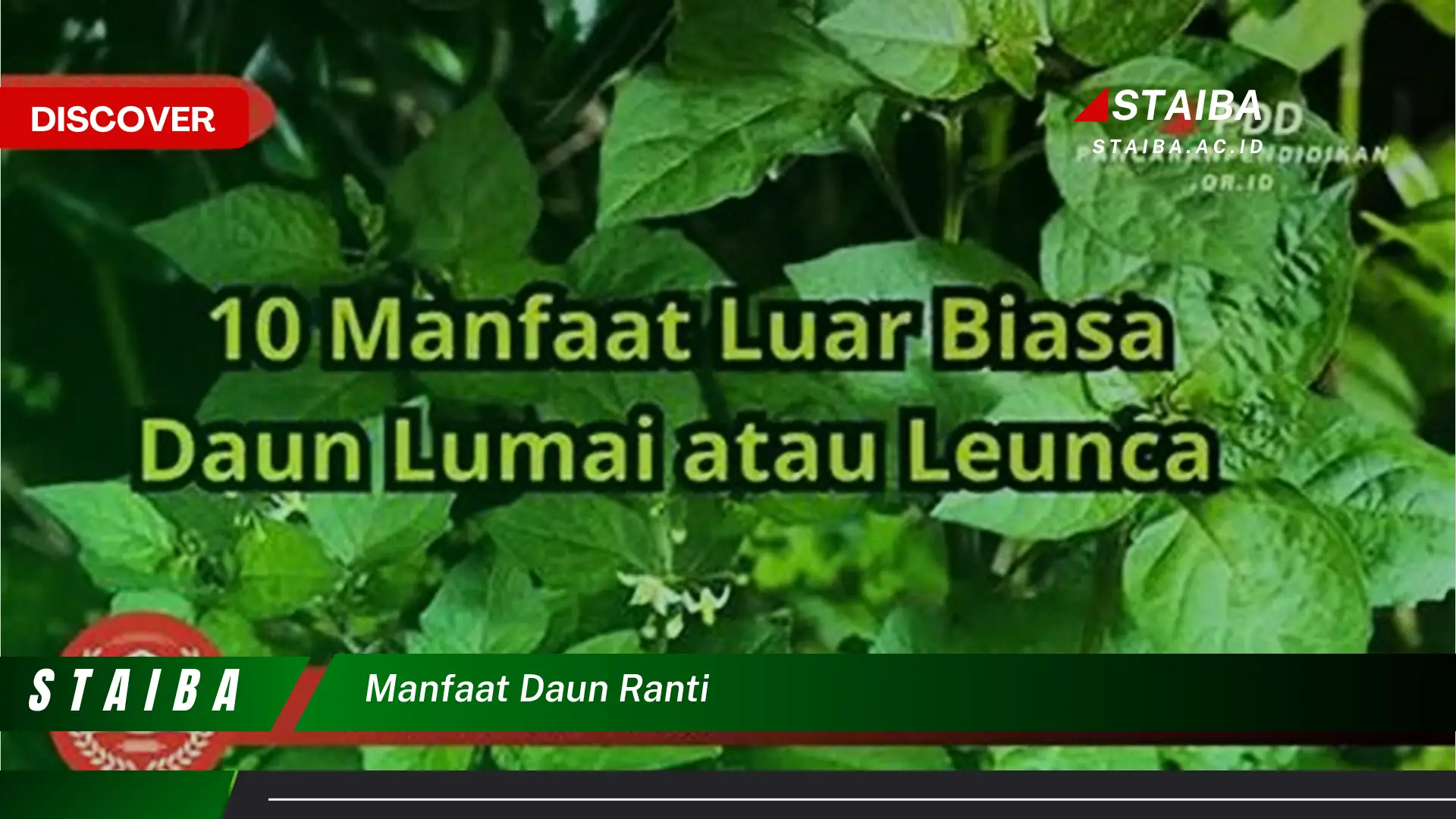 Ketahui 10 Manfaat Daun Ranti untuk Kesehatan, Dari Perawatan Kulit Hingga Mengatasi Sembelit