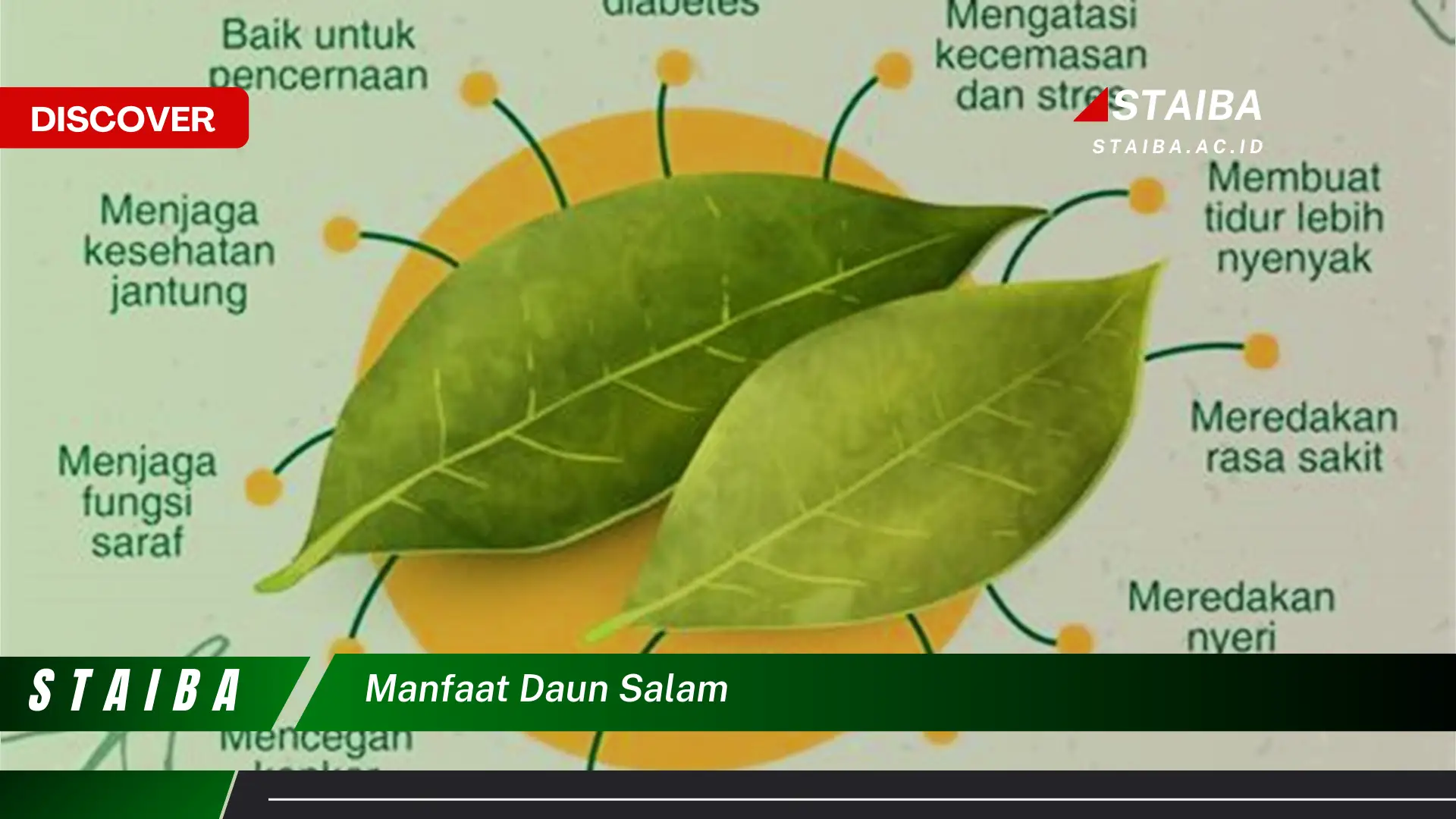 Ketahui 7 Manfaat Daun Salam yang Jarang Diketahui