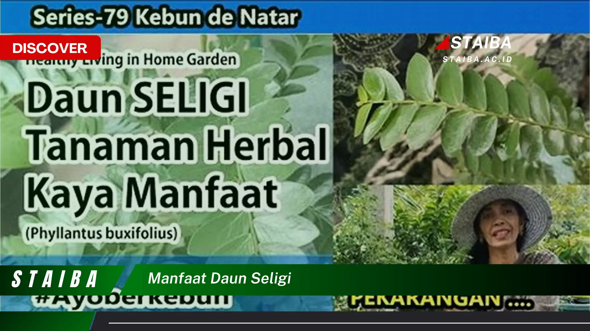 Ketahui 9 Manfaat Daun Seligi untuk Kesehatan dan Kecantikan