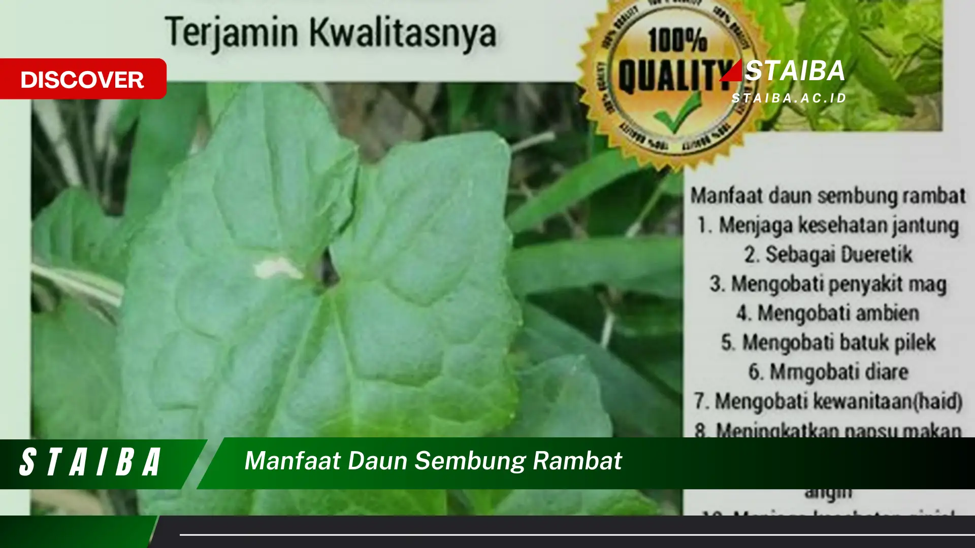 Ketahui 7 Manfaat Ajaib Daun Sembung Rambat
