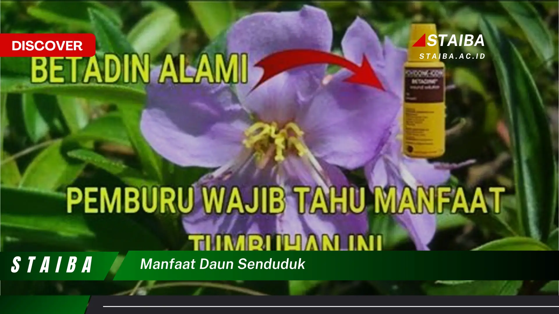 Ketahui 9 Manfaat Daun Senduduk untuk Kesehatan Tubuh Anda