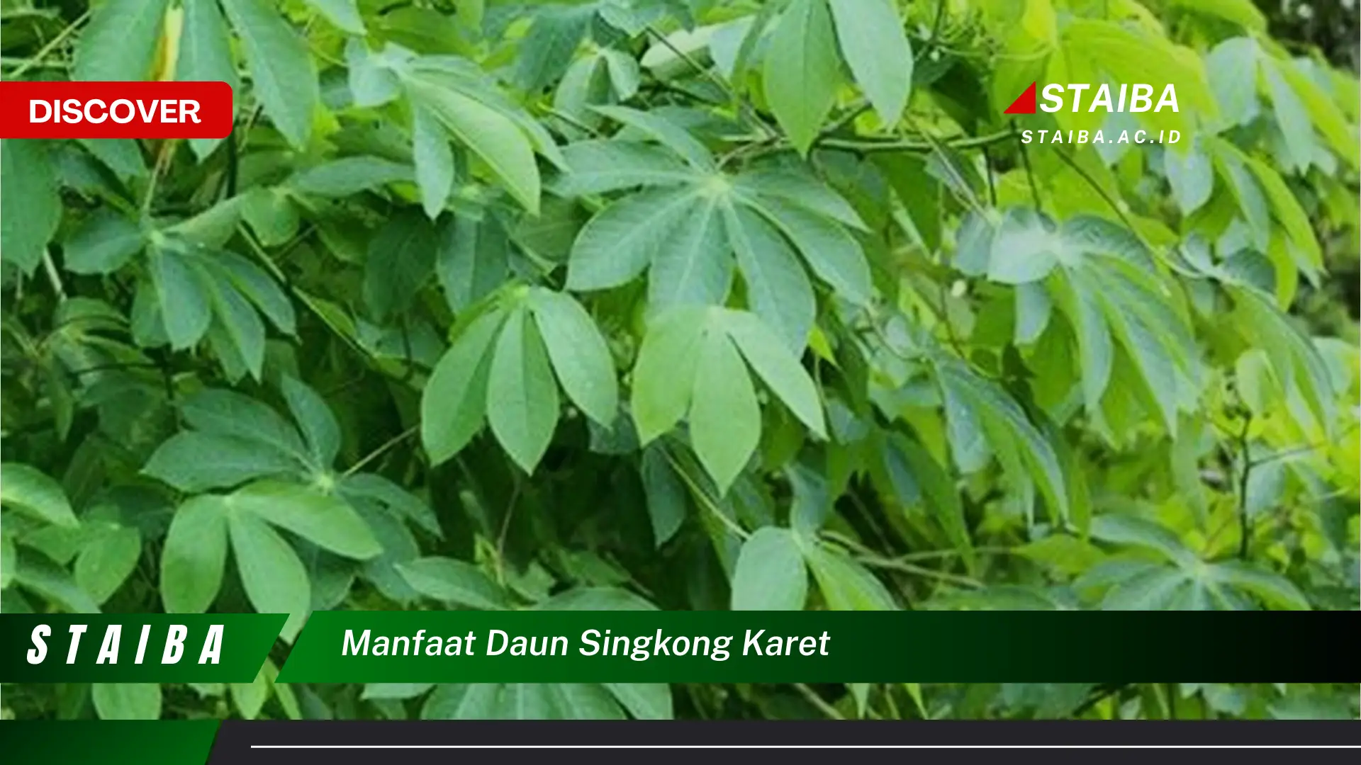 Ketahui 10 Manfaat Daun Singkong Karet untuk Kesehatan dan Kecantikan