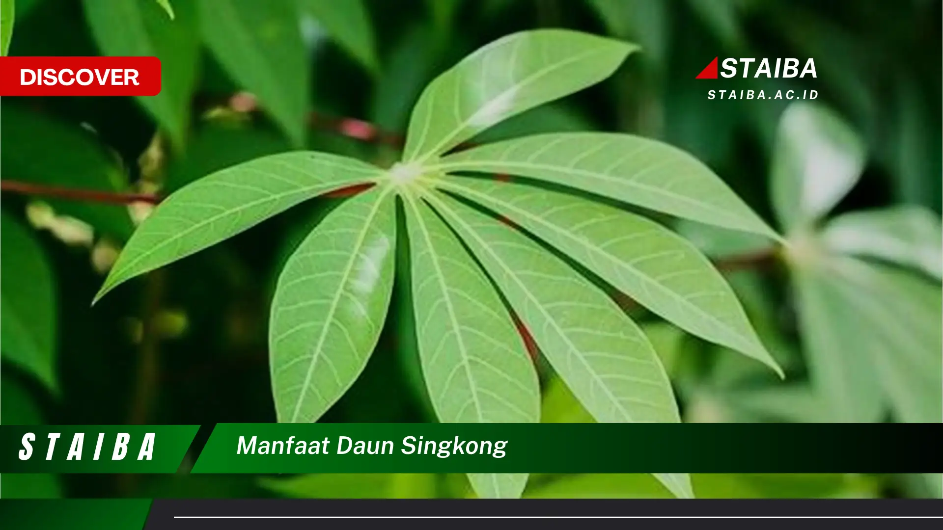 Ketahui 9 Manfaat Daun Singkong yang Jarang Diketahui
