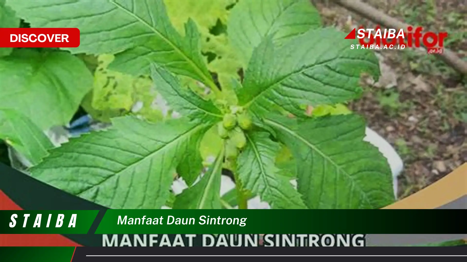 Ketahui 9 Manfaat Daun Sintrong untuk Kesehatan dan Kecantikan Anda