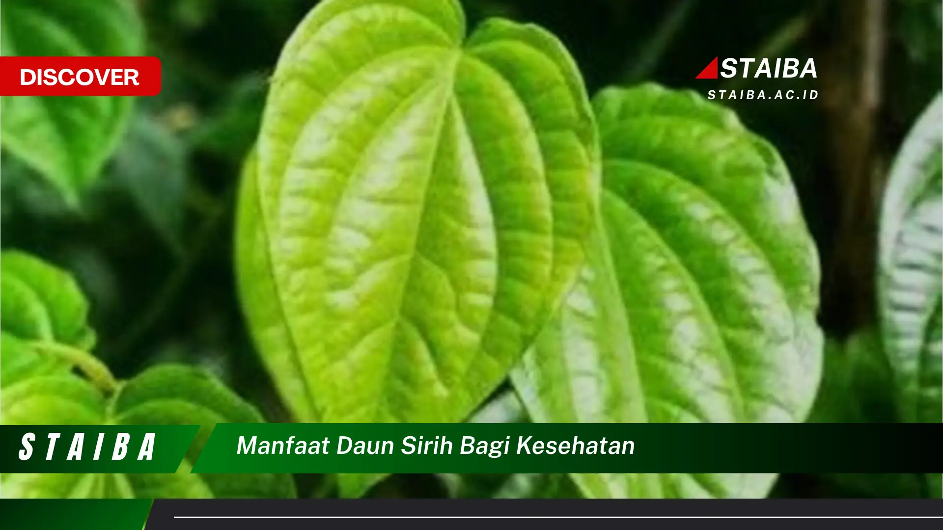 Ketahui 10 Manfaat Daun Sirih bagi Kesehatan, 15 Khasiat yang Menakjubkan dan Cara Mengolahnya