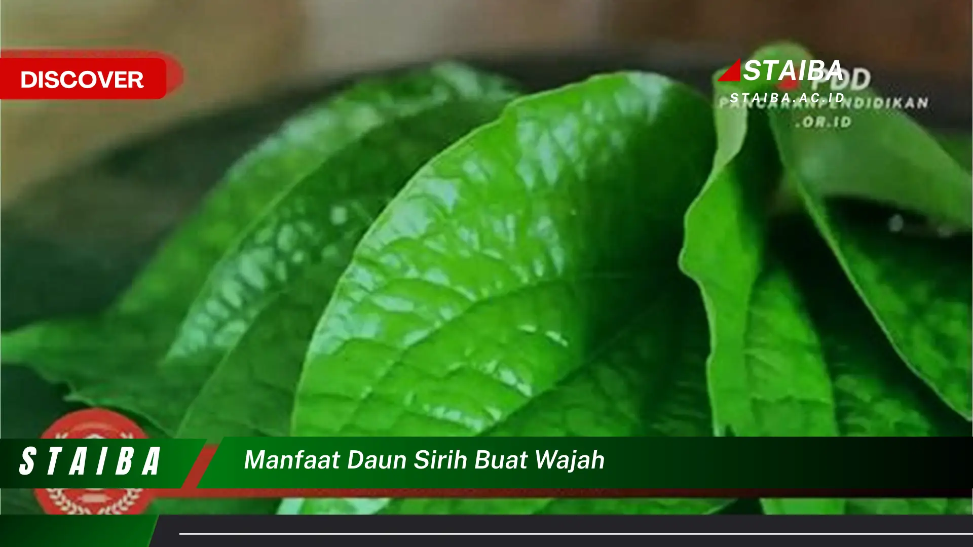 Ketahui 8 Manfaat Daun Sirih untuk Wajah, Atasi Jerawat, Cerahkan Kulit, dan Tips Penggunaan