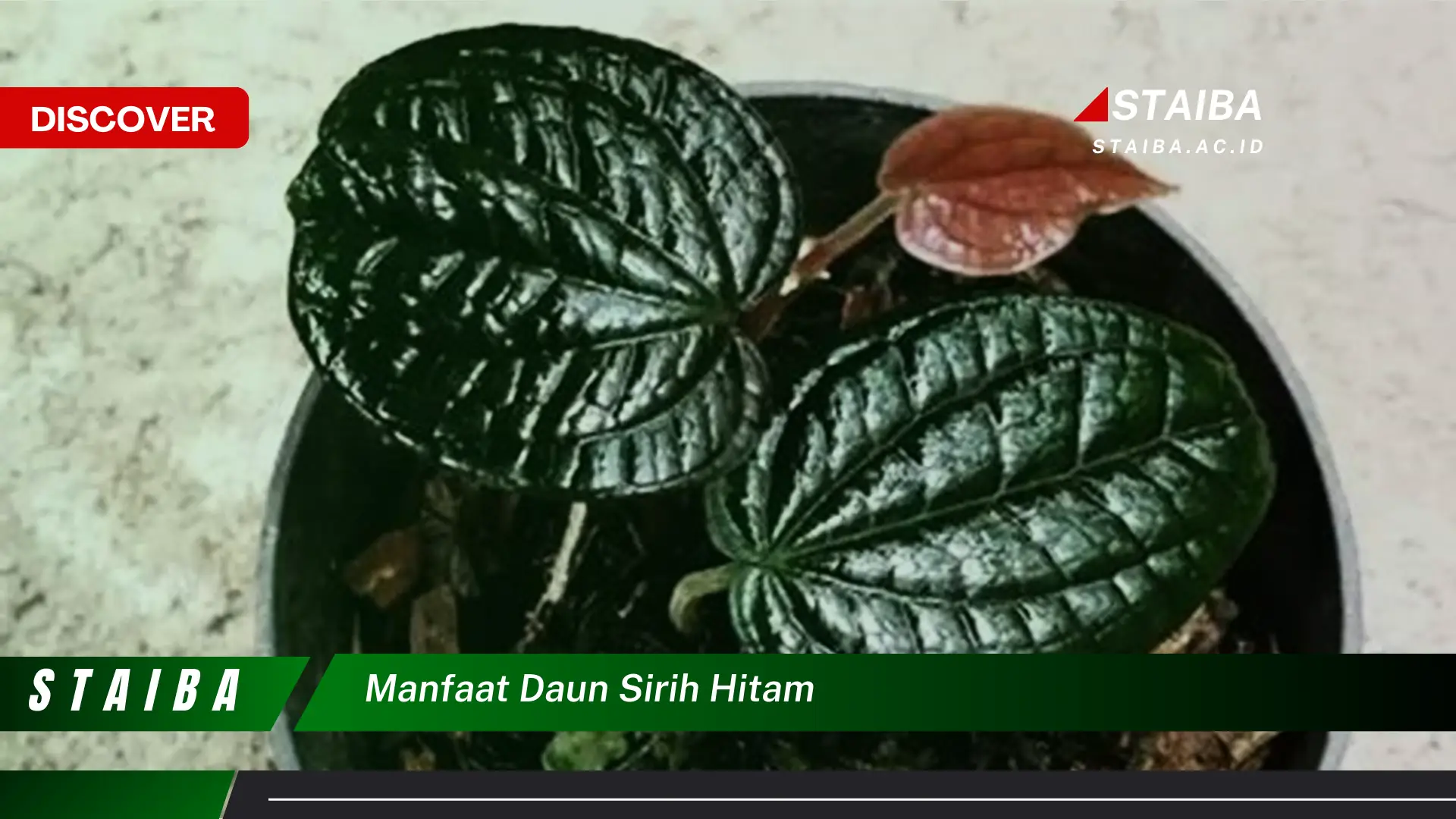 Ketahui 8 Manfaat Daun Sirih Hitam untuk Kesehatan, Kecantikan, dan Cara Mengolahnya Ketahui 8 Manfaat Daun Sirih Hitam untuk Kesehatan, Kecantikan, dan Cara Mengolahnya