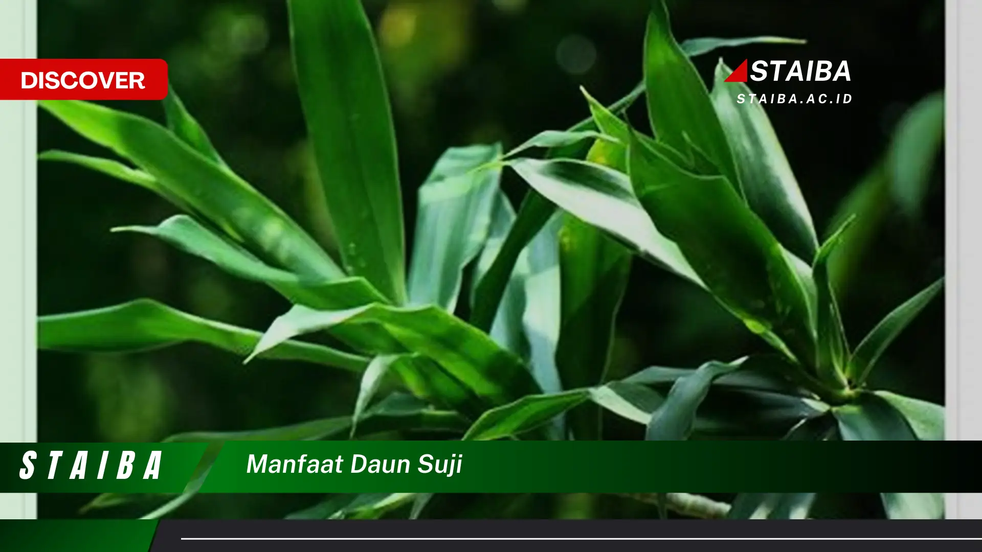 Ketahui 9 Manfaat Daun Suji untuk Kesehatan, Kecantikan, dan Masakan