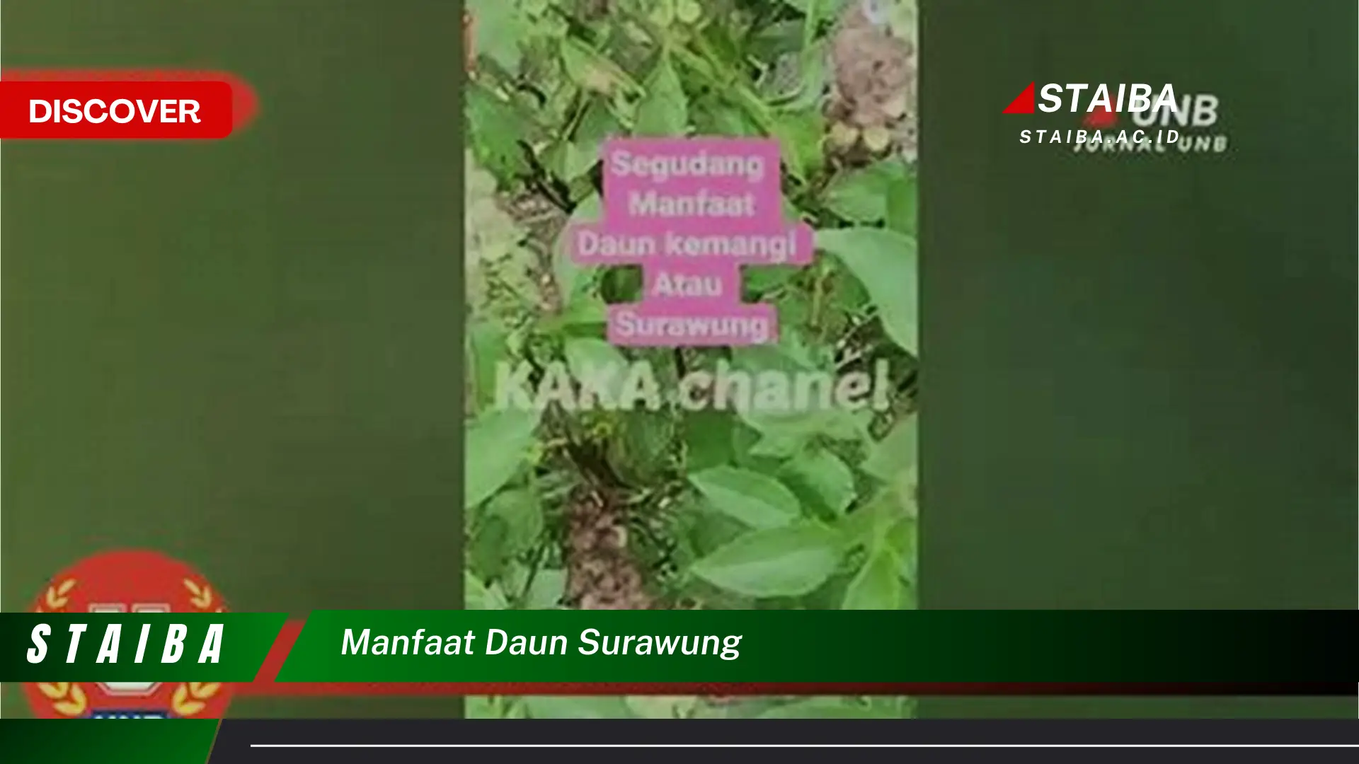 Ketahui 8 Manfaat Daun Surawung untuk Kesehatan dan Kecantikan Ketahui 8 Manfaat Daun Surawung untuk Kesehatan dan Kecantikan
