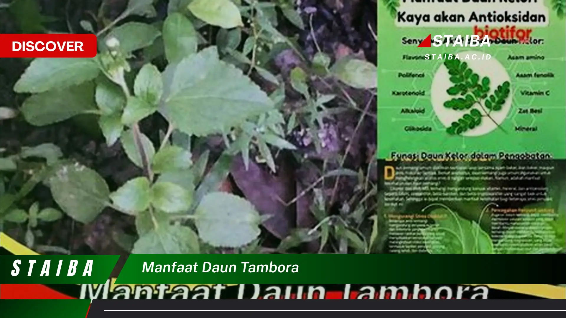 Ketahui 10 Manfaat Daun Tambora untuk Kesehatan dan Kecantikan Anda