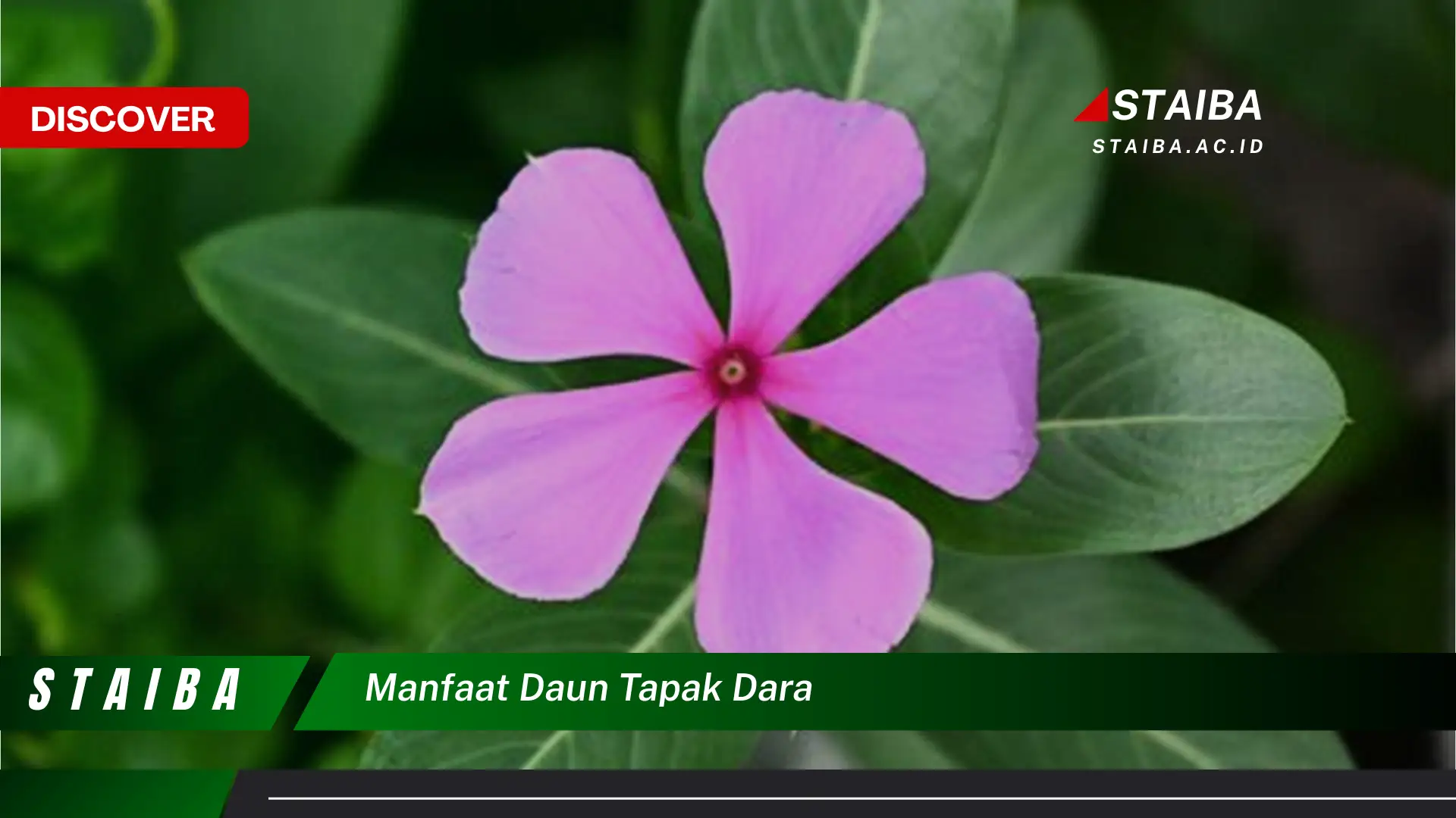 7 Khasiat Daun Tapak Dara: Temuan & Fakta Menakjubkan