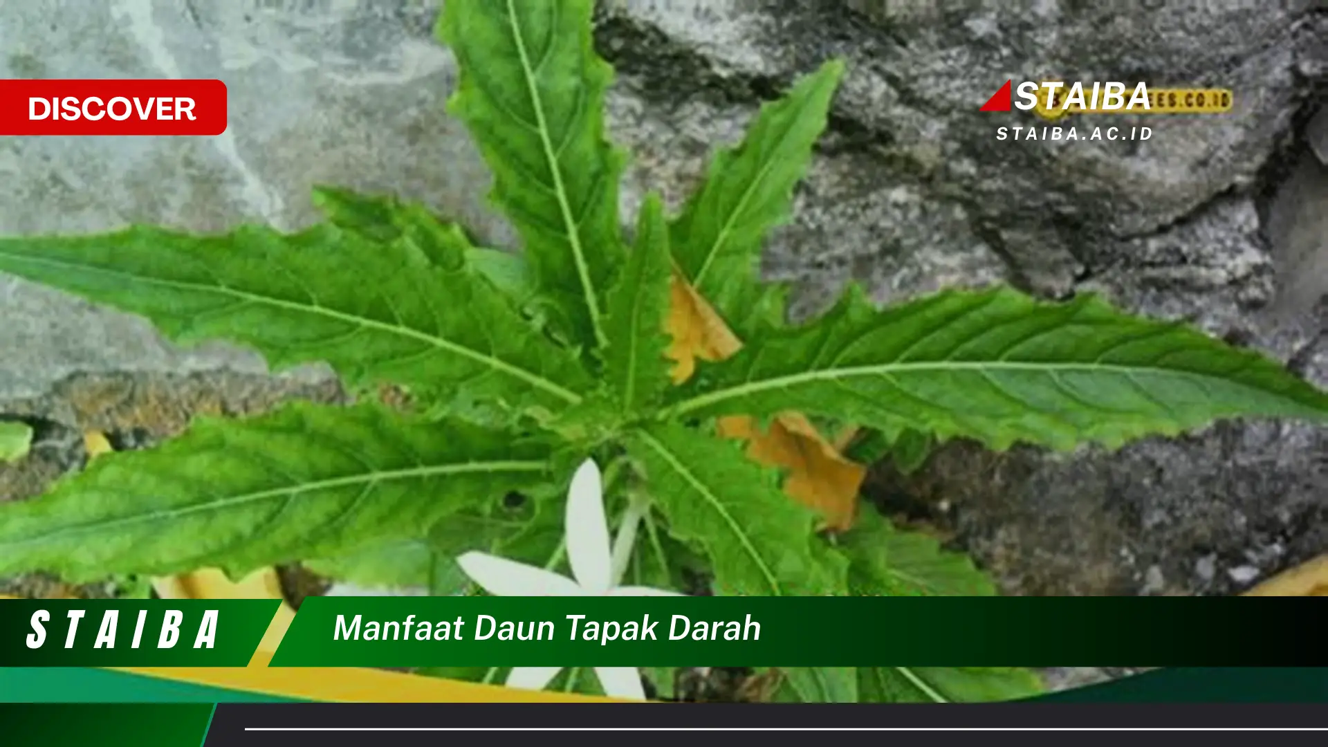 Ketahui 8 Manfaat Daun Tapak Dara untuk Kesehatan Anda