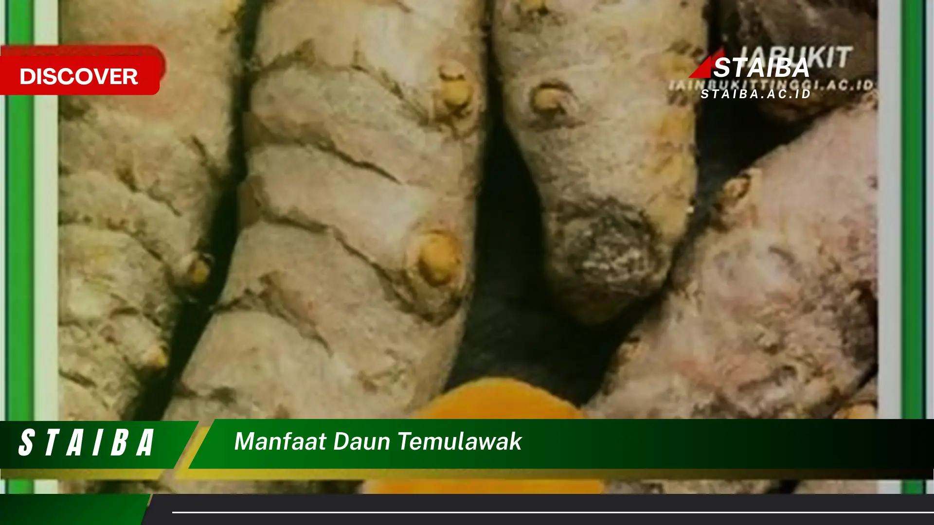 Ketahui 8 Manfaat Daun Temulawak untuk Kesehatan Anda Ketahui 8 Manfaat Daun Temulawak untuk Kesehatan Anda